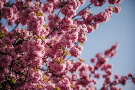 Japonske češnje nas spet razveseljujejo